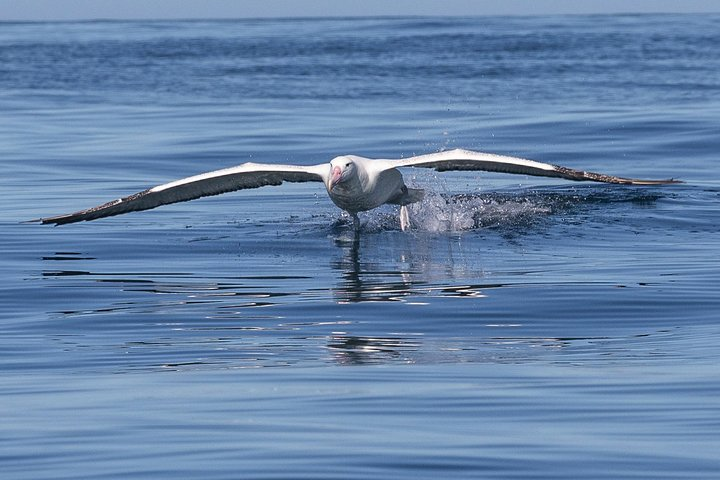 Royal Albatross